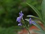 Salvia off Nana_1